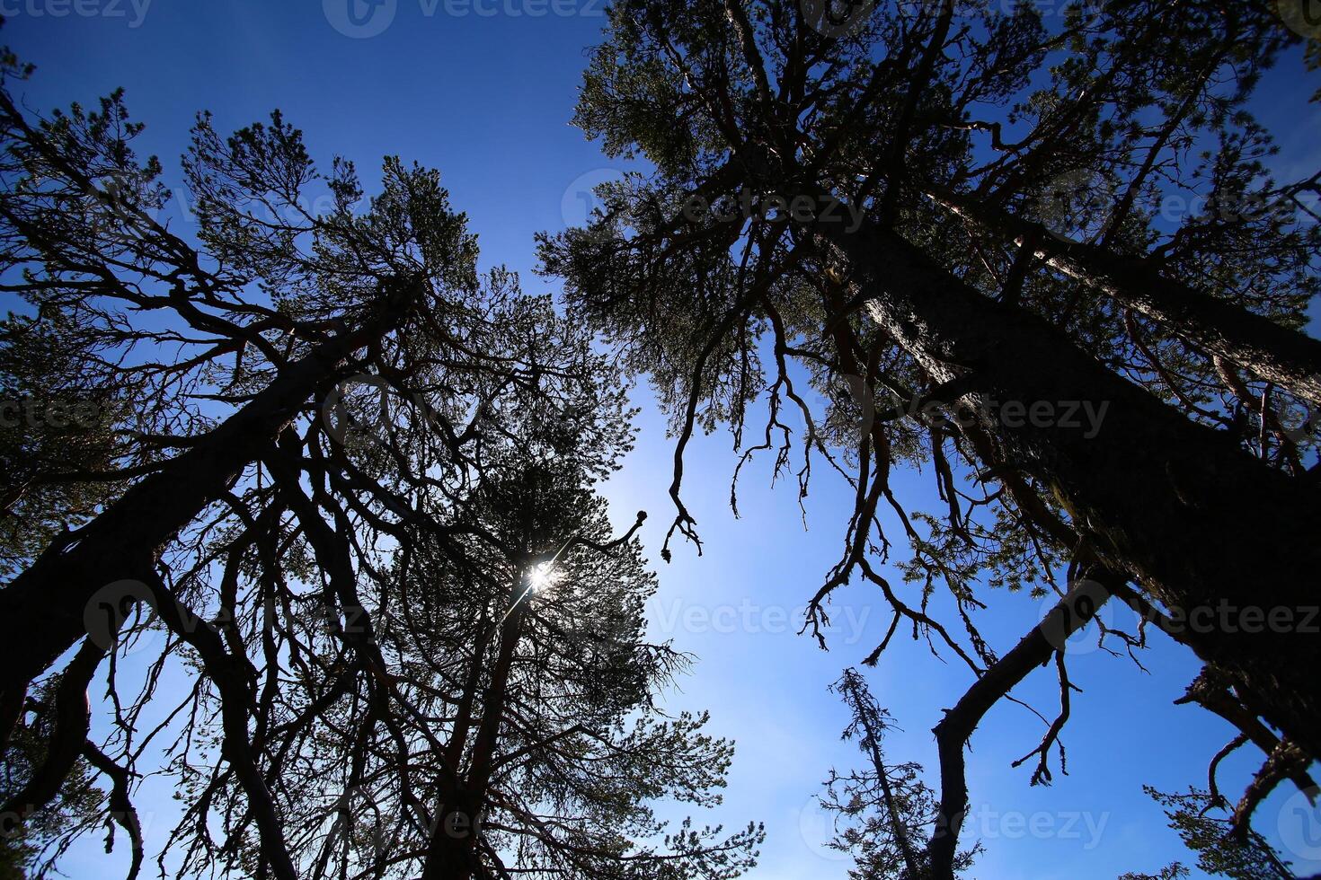 Upward view to big old pine trees photo