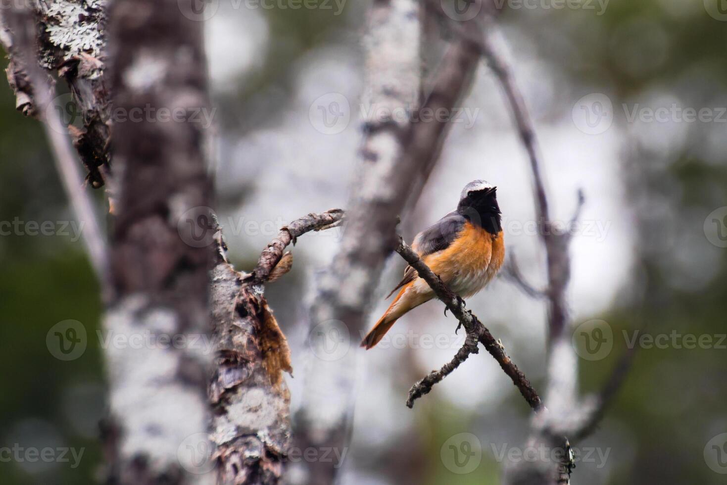 Male common redstart Phoenicurus phoenicurus singing while perched on a tree photo