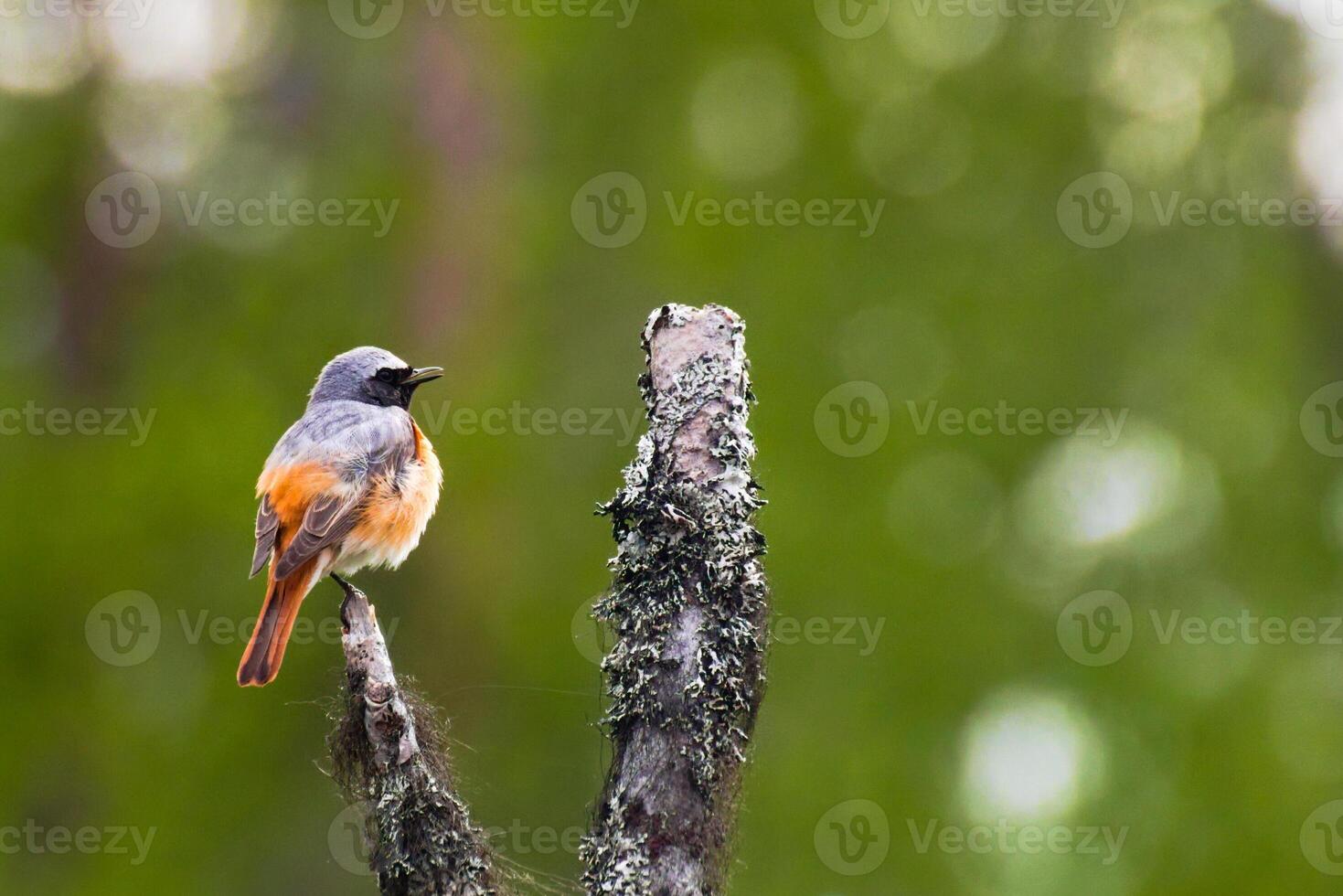 Male common redstart Phoenicurus phoenicurus singing while perched on a tree photo