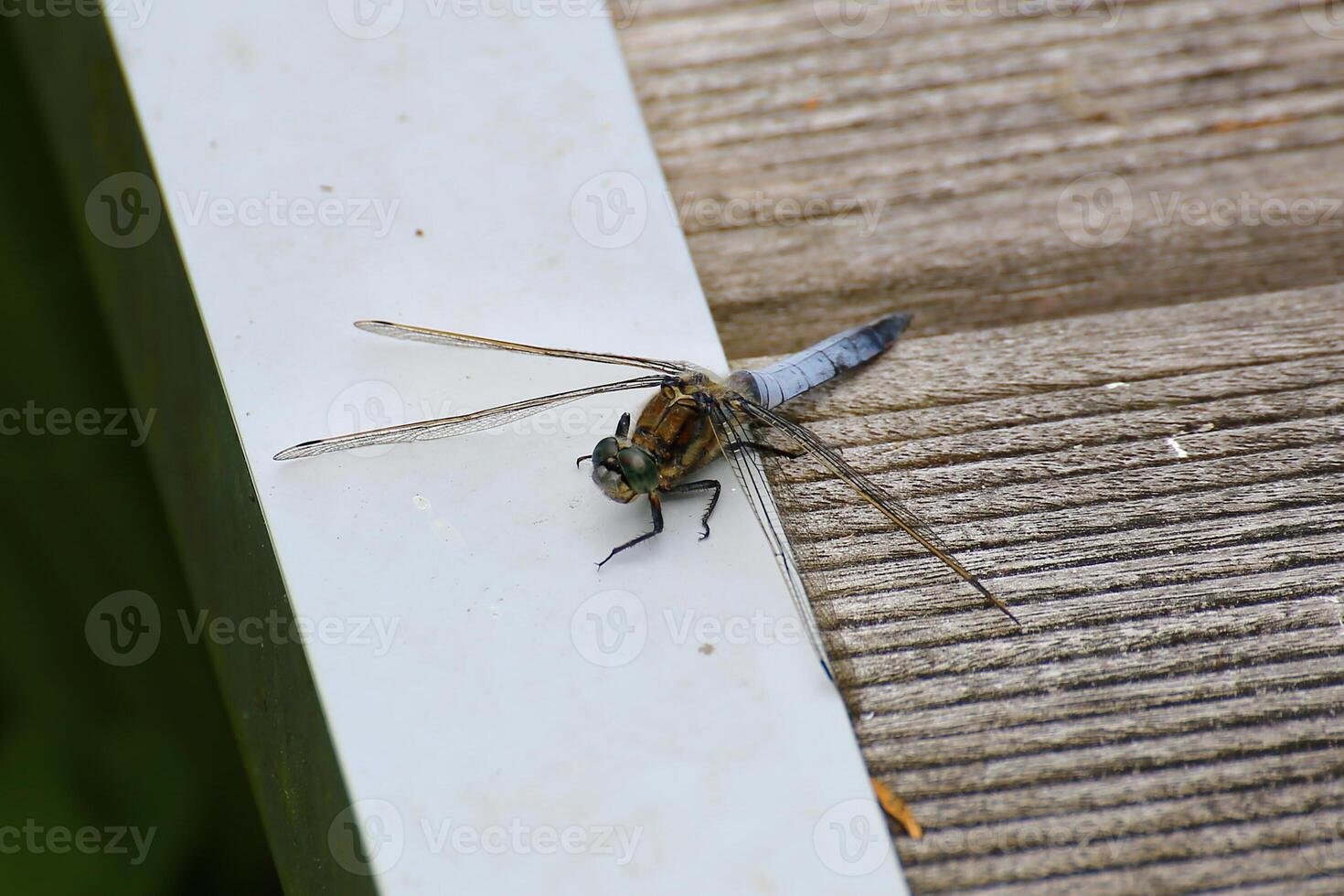 A black-tailed skimmer Orthetrum cancellatum perching on platform photo