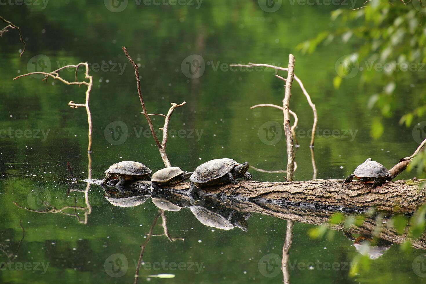 Pond sliders Trachemys scripta sitting on a branch photo