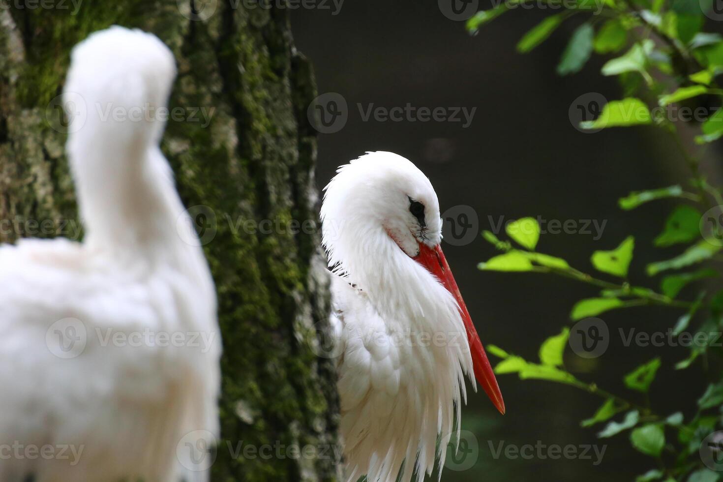 White storks Ciconia ciconia with focus effect photo