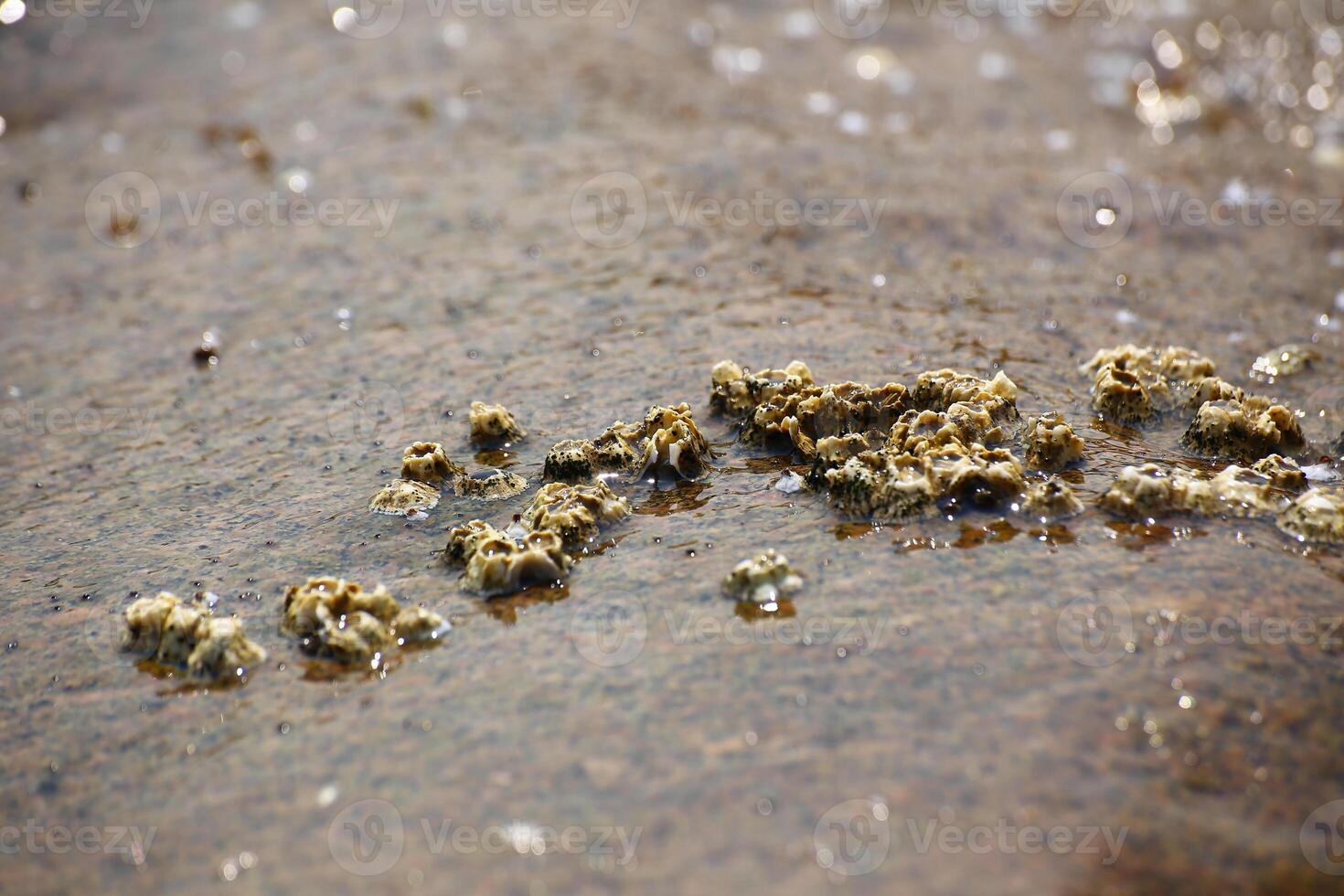Macro of Barnacles Sessilia at the sea shore photo