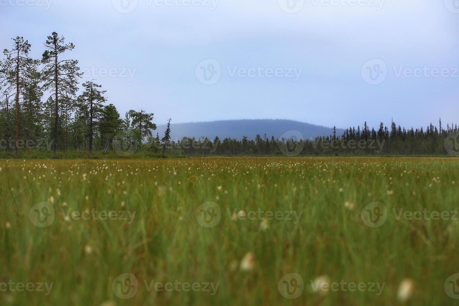 Low view over marshland in Muddus National Park in Sweden photo