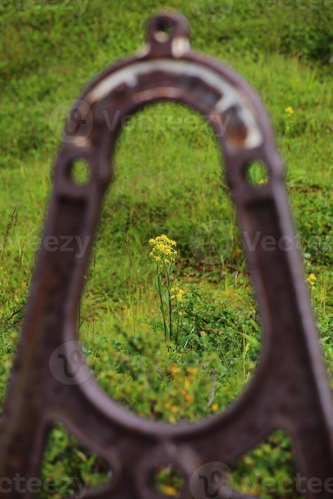 Yellow goldenrod framed by a rusty machinery part in nature photo
