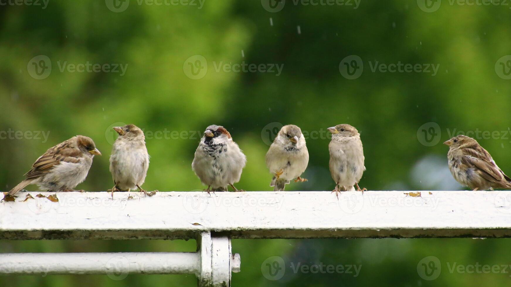 Six house sparrows Passer domesticus in a row photo