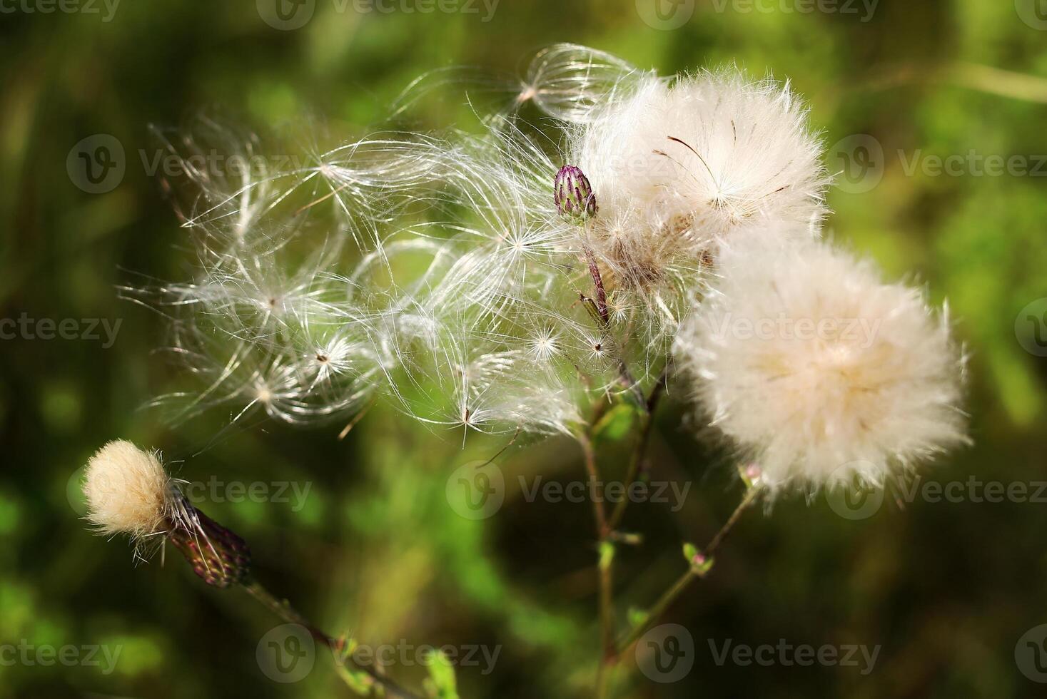 Close up of hairy pappus and buds of field thistle Cirsium arvense photo
