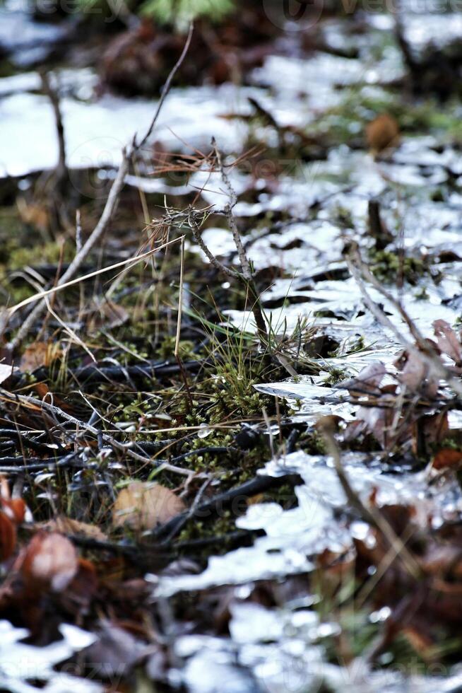 Close up of frozen ice structures in the beginning of winter photo