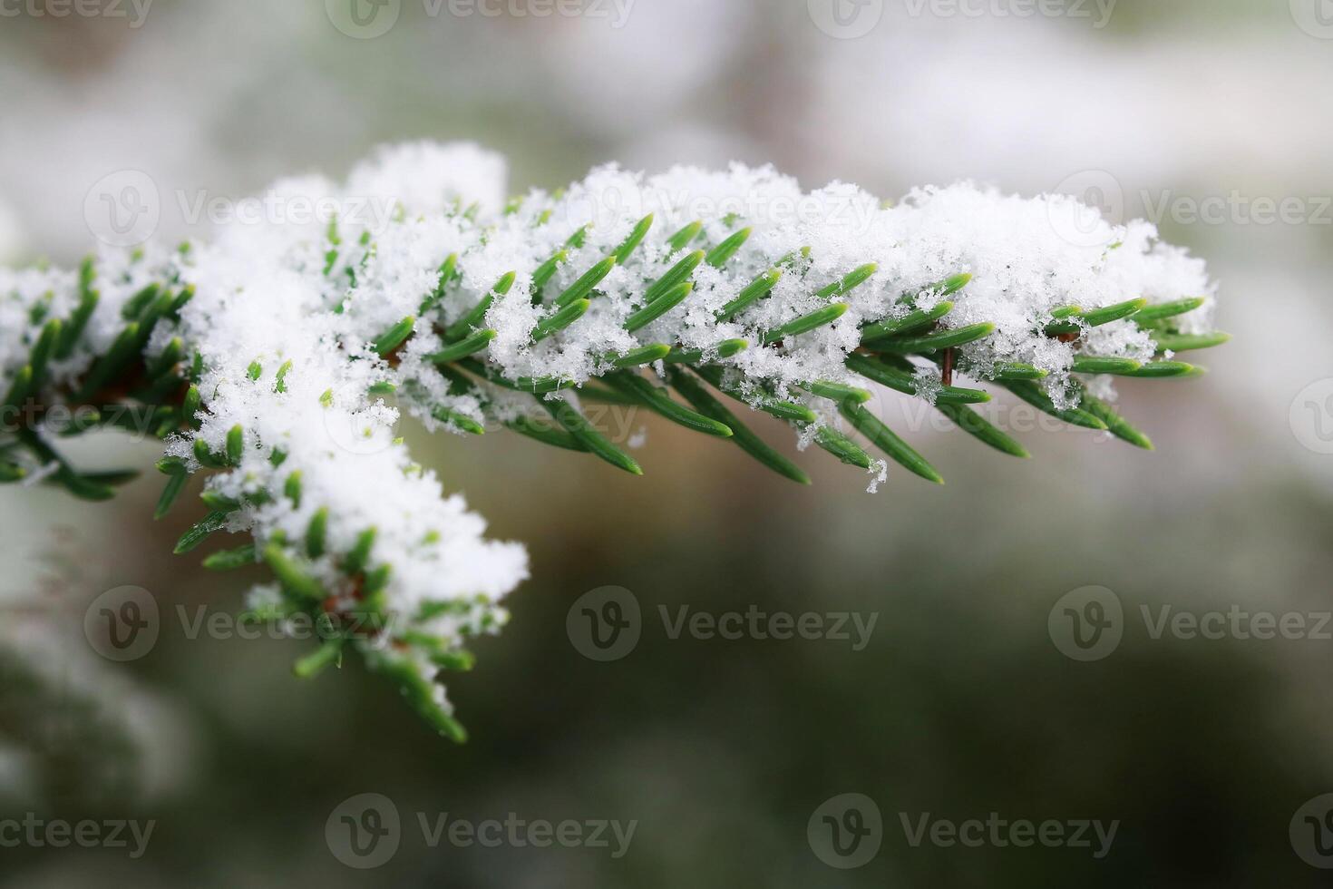 Close up of spruce Picea abies needles in fresh snow photo