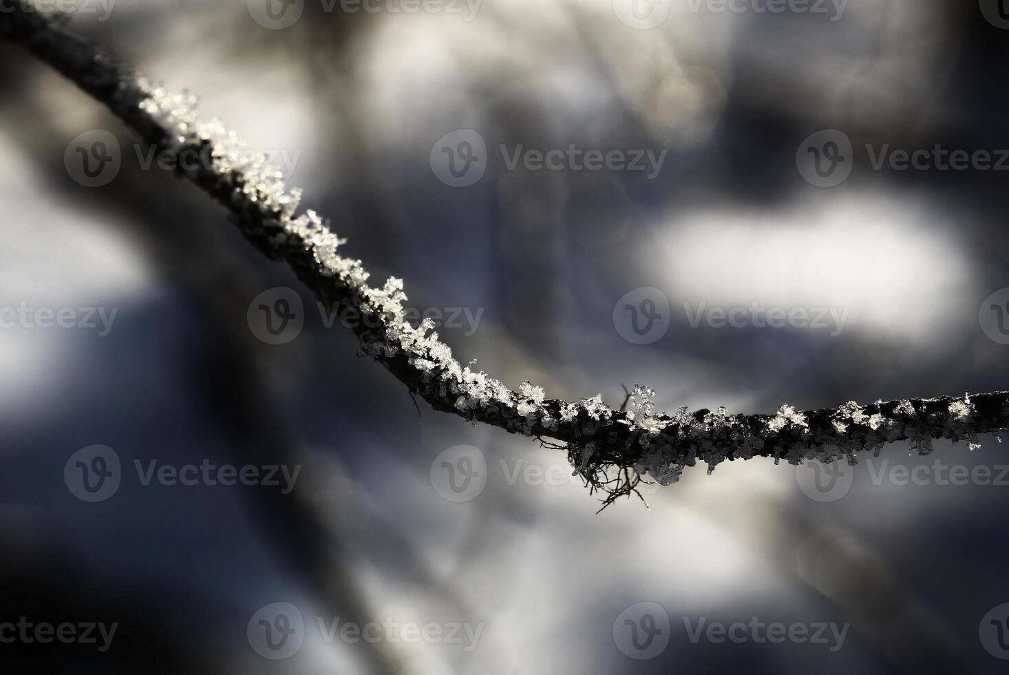 Close up of snow flakes and ice crystals on a twig photo