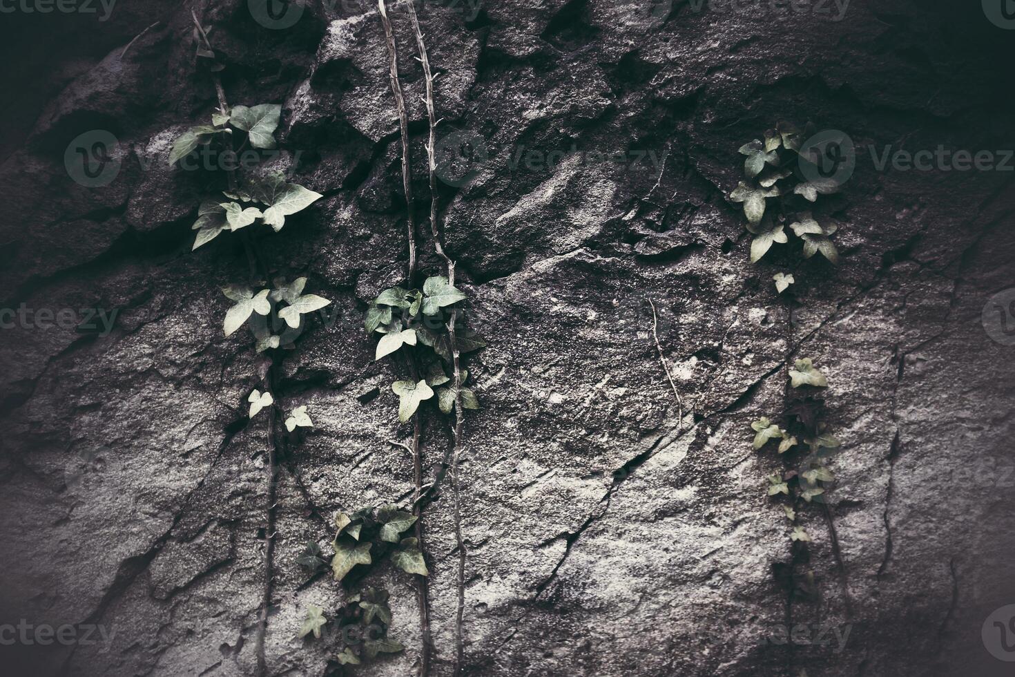 Grungy shot of ivy Hedera helix, growing on a rock cliff photo