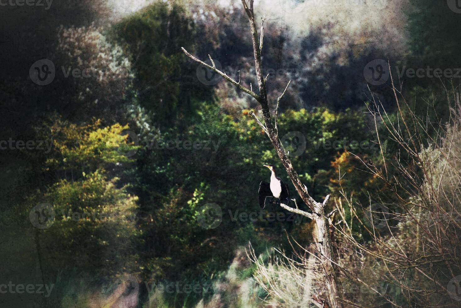 A single cormorant Phalacrocorax carbo sitting on a dead tree photo