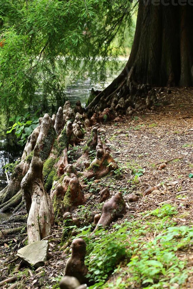 Aerial roots of Taxodium distichum, the swamp cypress photo