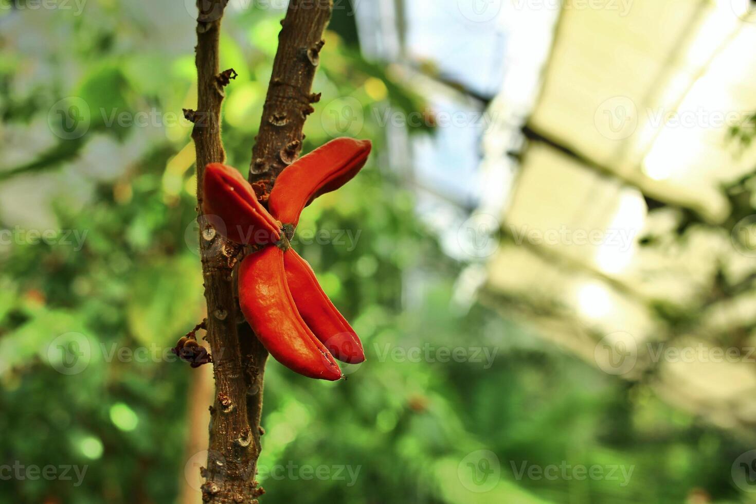 Fruits of the Kola tree Cola caracifolia growing in a greenhouse photo