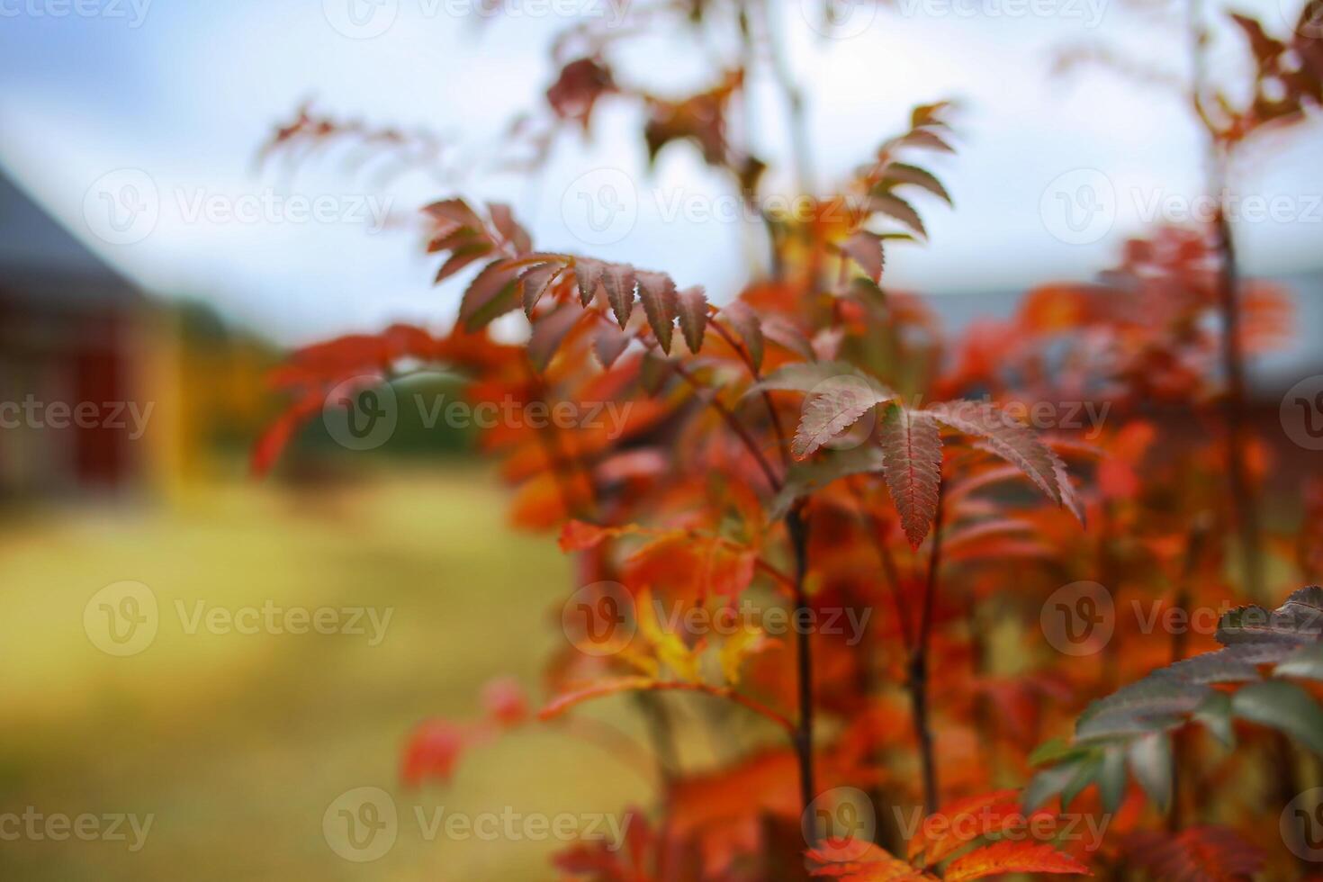 Red whitebeam leaves in front of Swedish house in autumn photo