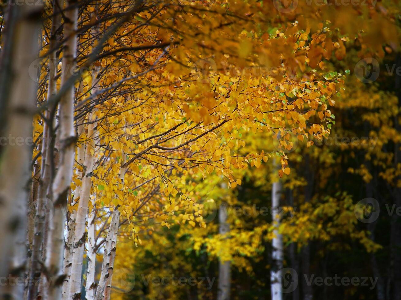 Row of birches in yellow autumn colors photo
