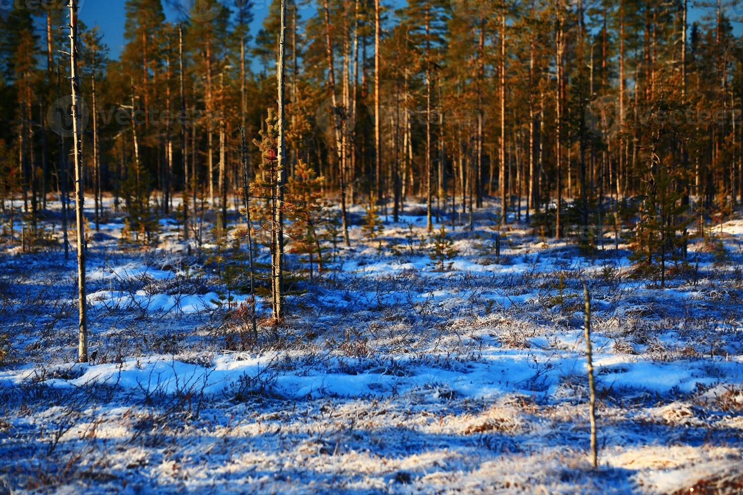 Blue sky and snow in a sparse northern Swedish forest photo