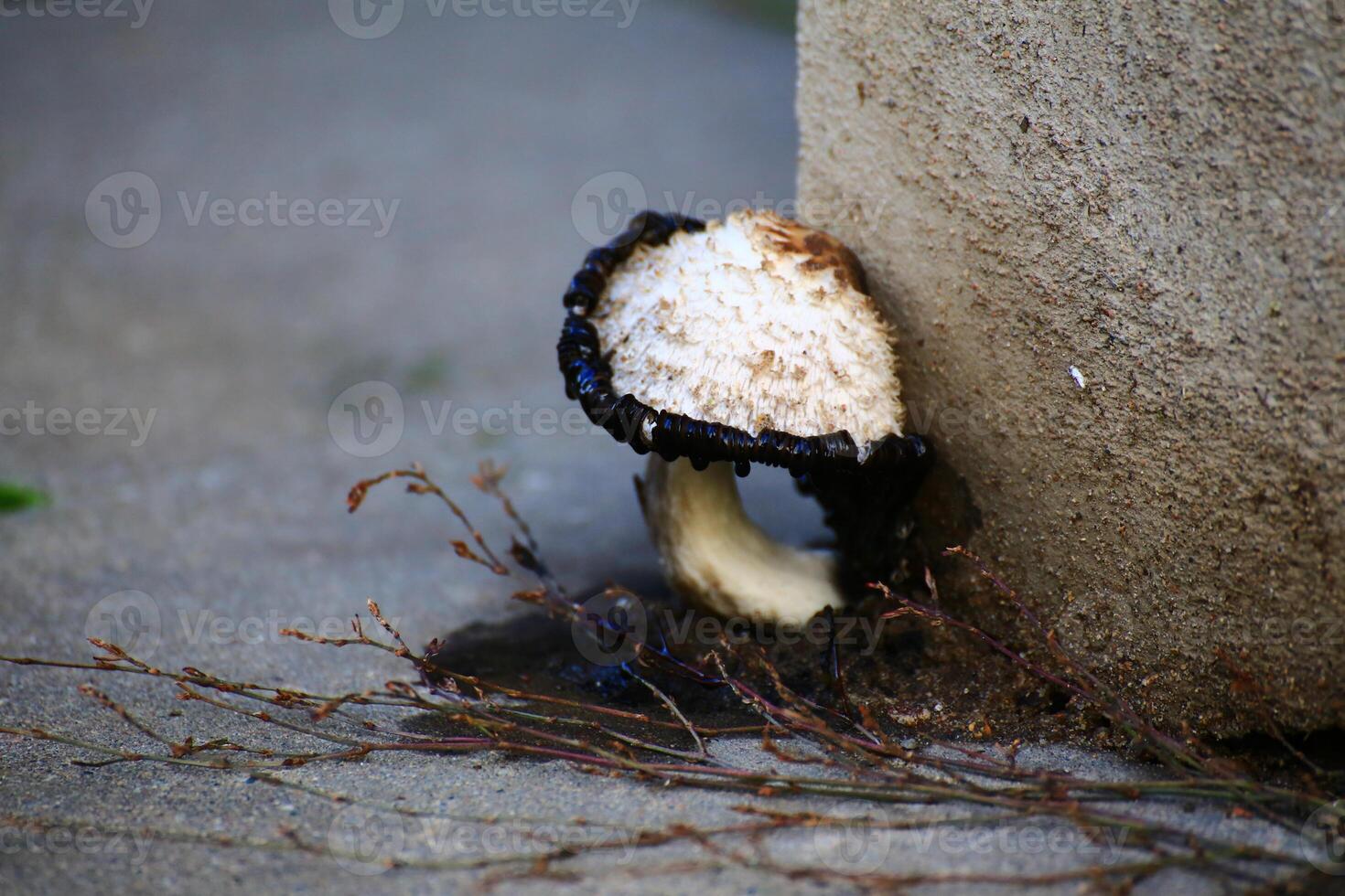 Mushroom growing from a rotting house wall Shaggy ink cap - Coprinus comatus photo