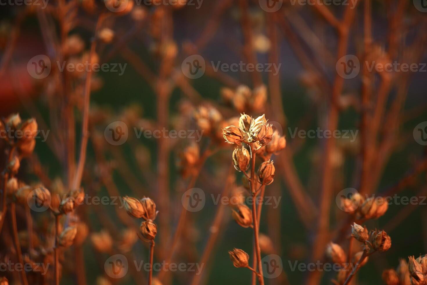 Fruits of rose mallow Hibiscus syriacus in winter sunlight photo