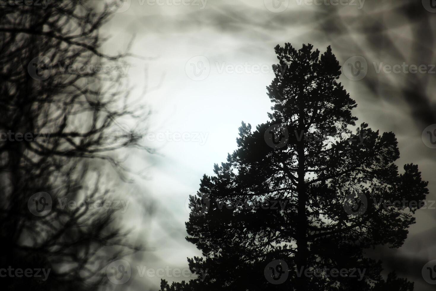 Pine and defocused twigs in backlight on a misty day photo