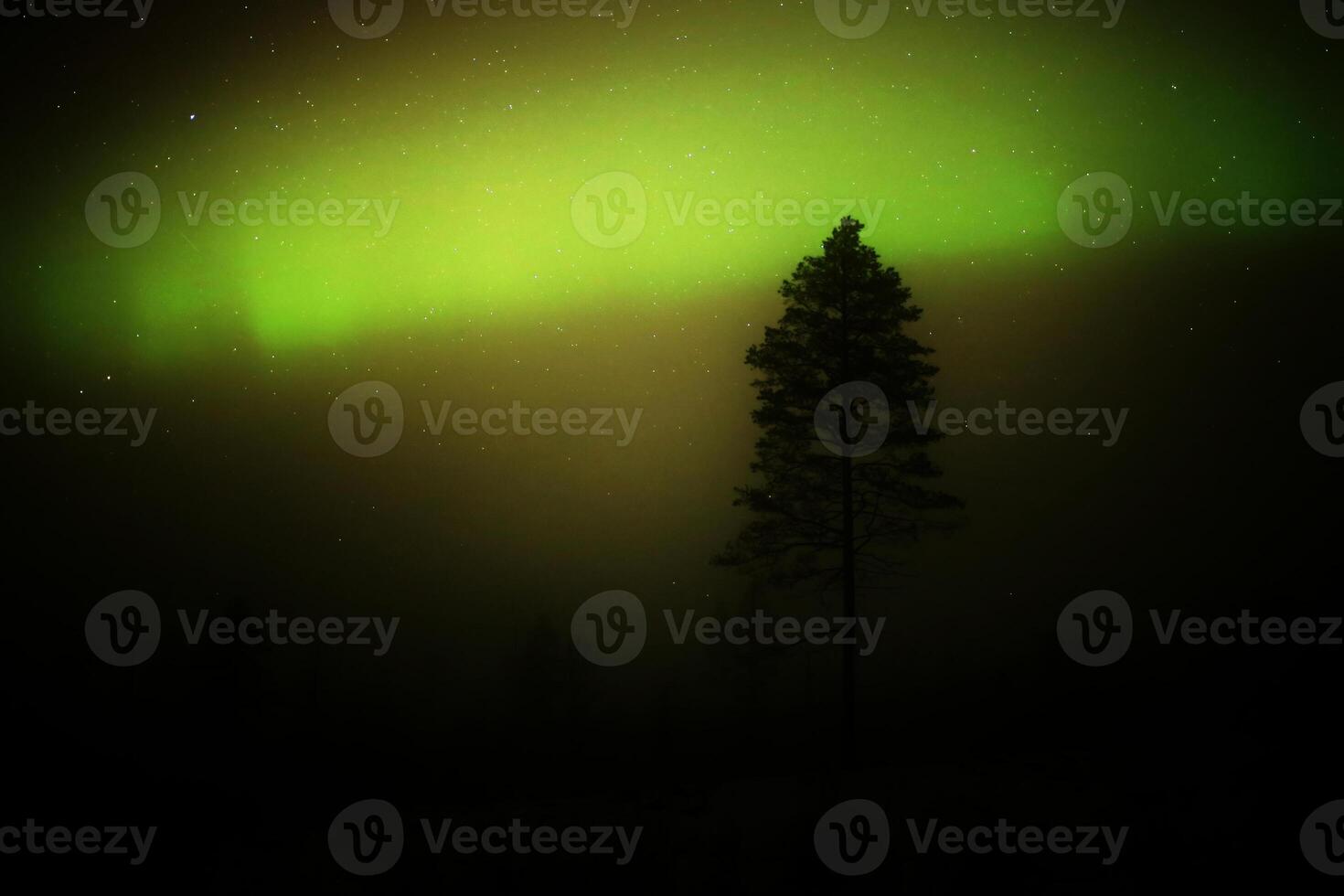 Northern lights behind a tree silhouette on a misty day in lapland photo