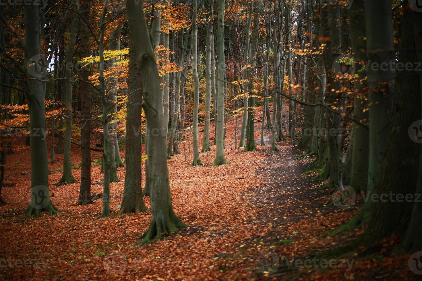 Autumnal shot of beech forest in nature reserve Kosterbecker Berge in Germany photo