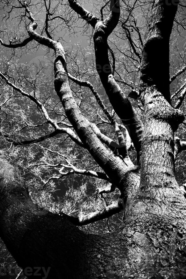 Conceptual black and white upward shot of a bare tree and blue sky photo