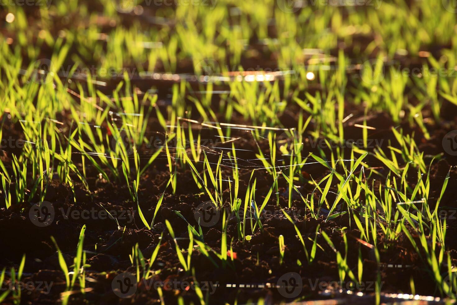 Backlit silk threads on a field in sunset photo