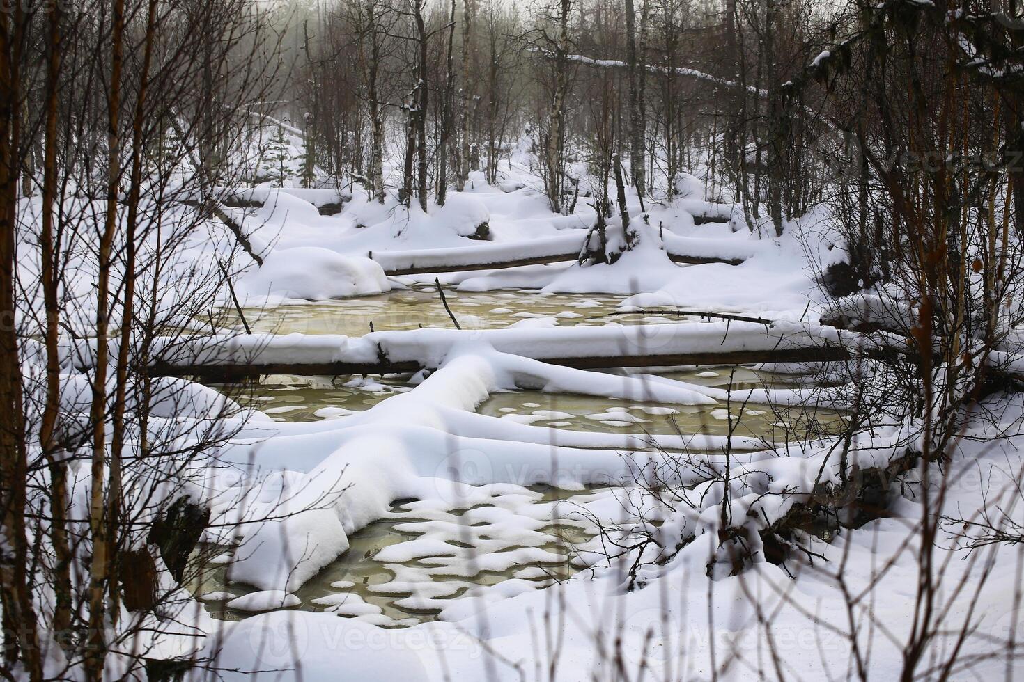 Frozen mire with logs in Swedish lapland photo