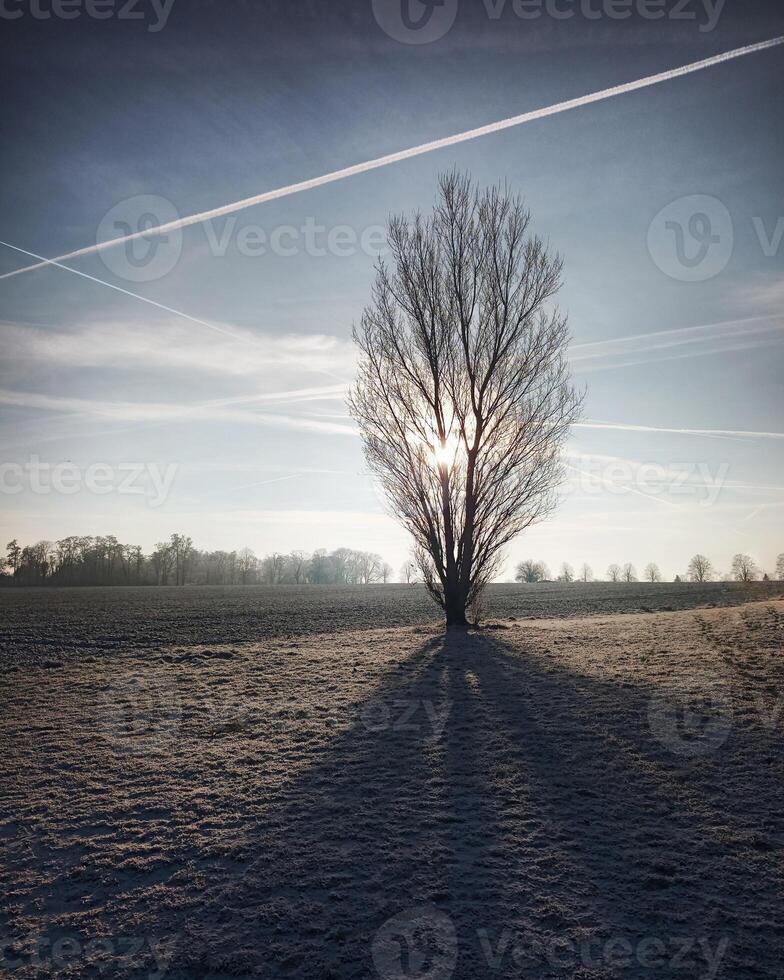 Meadow and field on a frosty winter morning with backlit trees photo