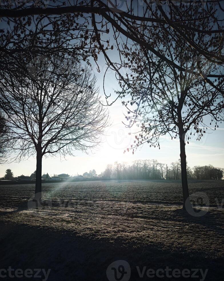 German field on a frosty winter morning with backlit trees photo