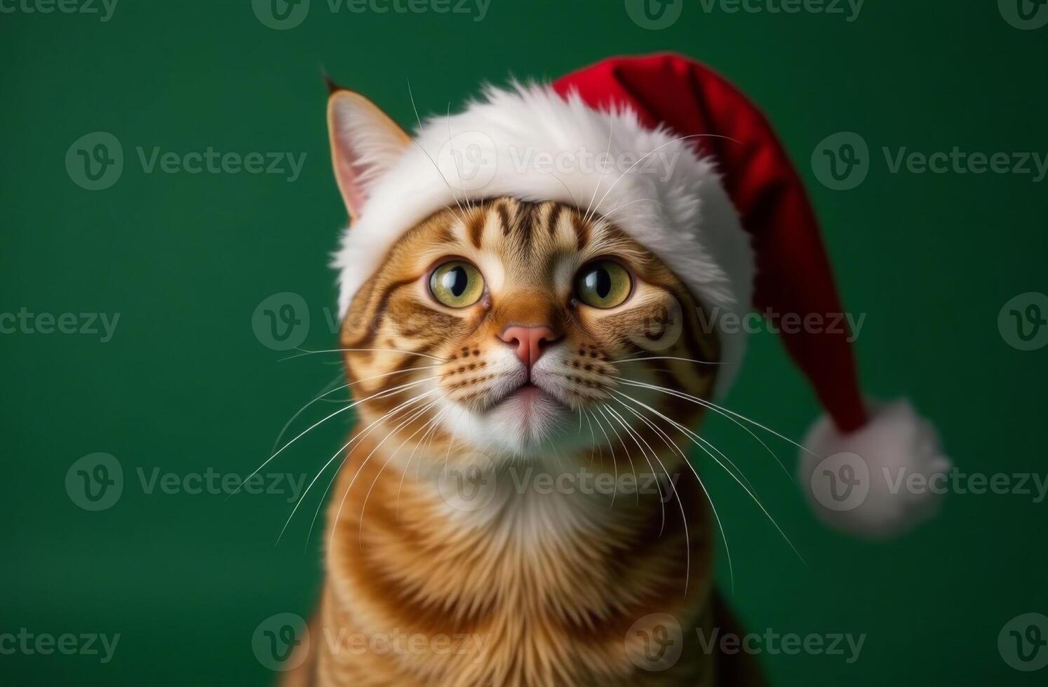 New Year cat Portrait in Cute Santa Claus Hat on Green Background, Christmas Card with Place for text photo
