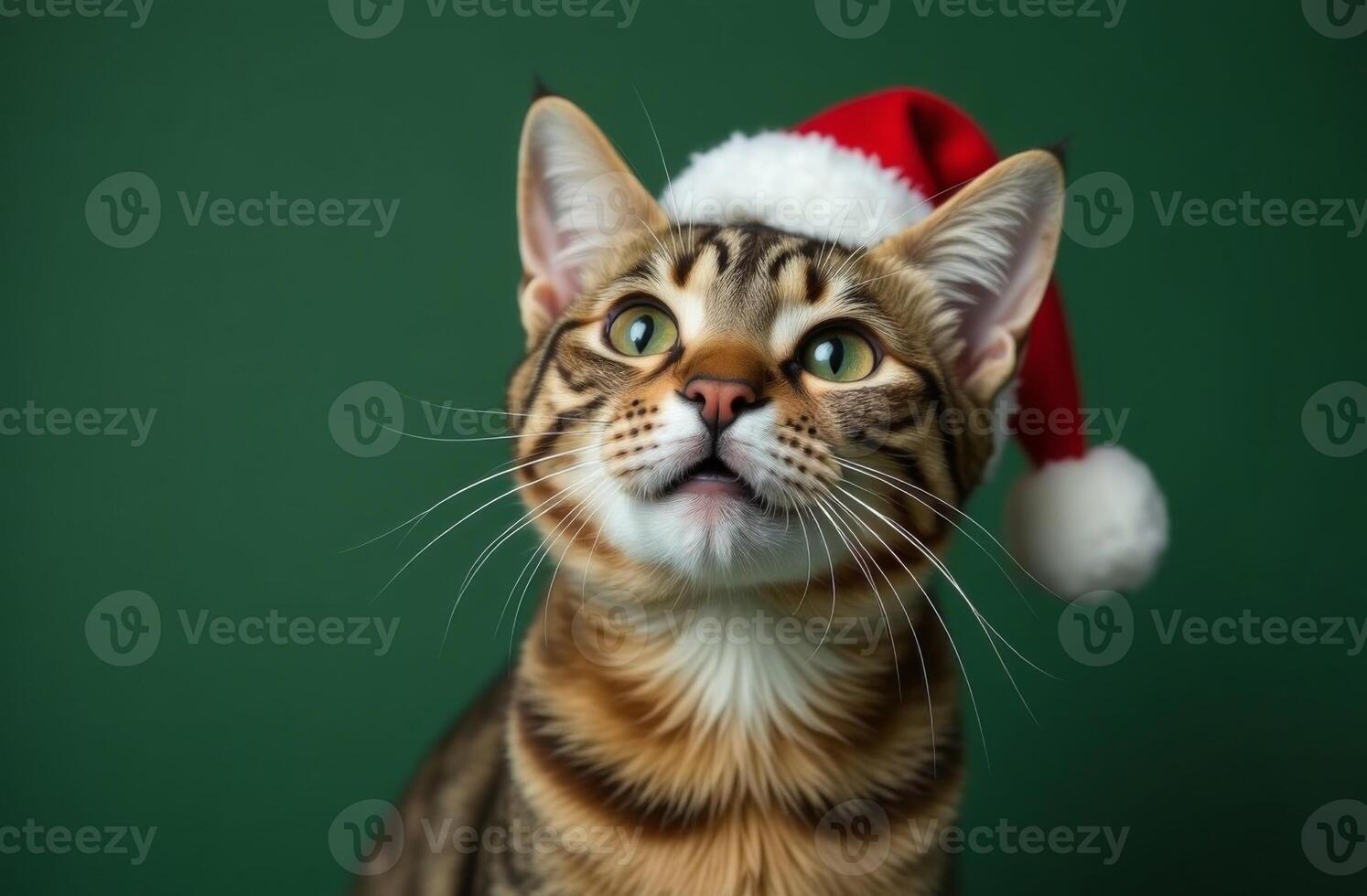 New Year cat Cute Portrait in Santa Claus Hat on Green Background, Christmas Card with Place for text photo