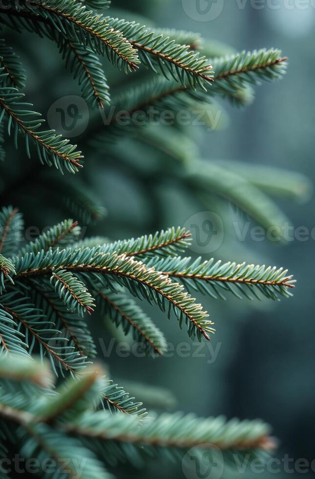 Christmas tree close, macro background of beautiful spruce branches photo