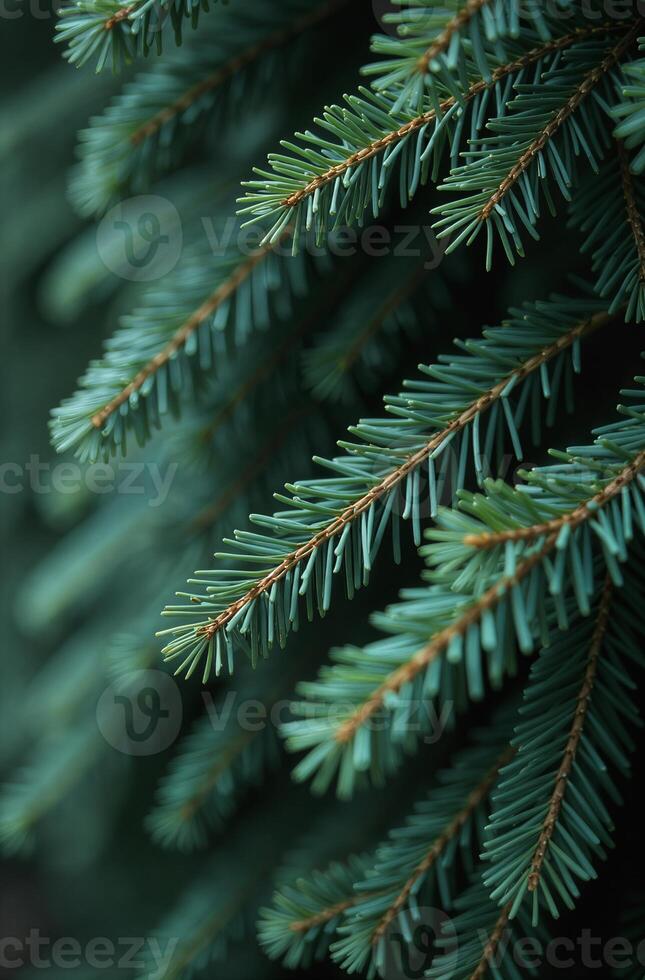 Christmas tree close, macro background beautiful of spruce branches photo