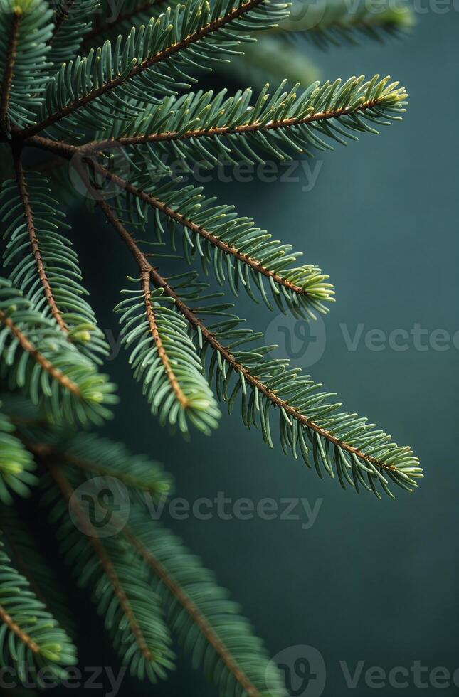 Christmas tree close beautiful, macro background of spruce branches photo