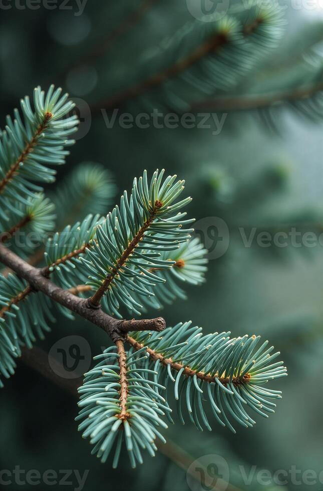 Christmas tree close, macro beautiful background of spruce branches photo