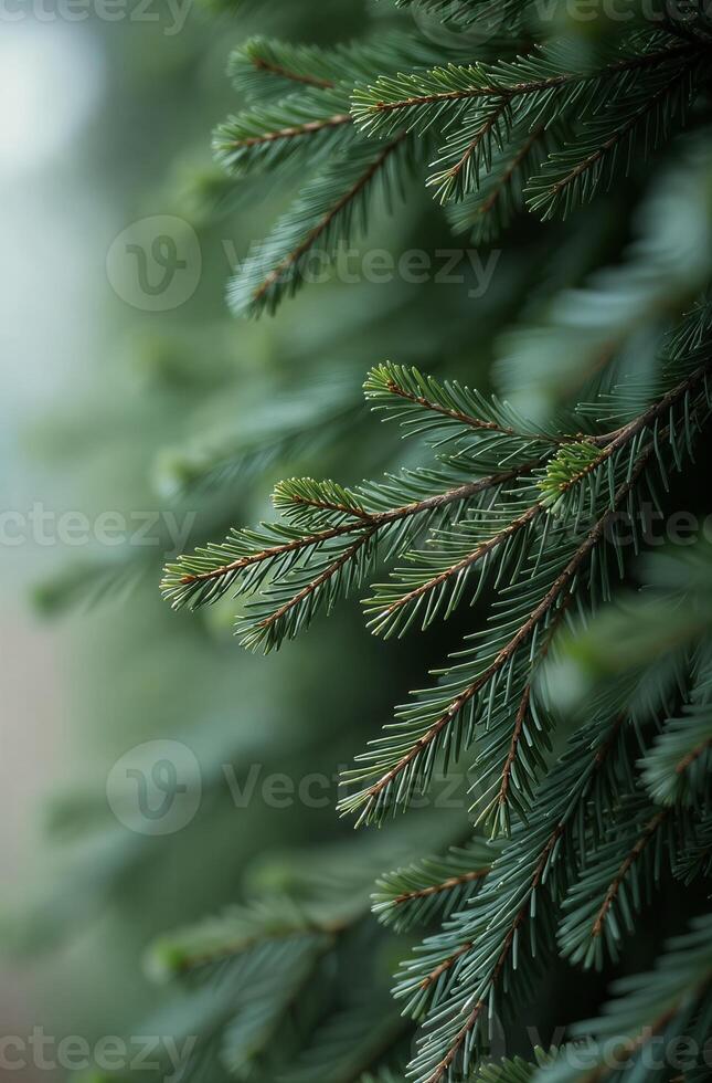 Christmas tree close, beautiful macro background of spruce branches photo