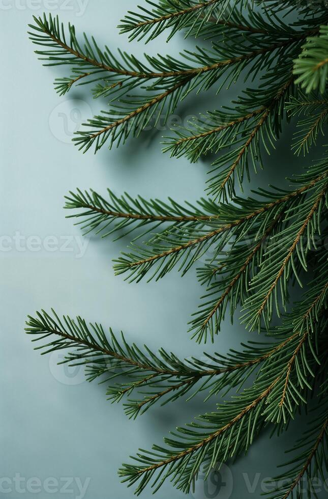 Christmas beautiful tree close, macro background of spruce branches photo