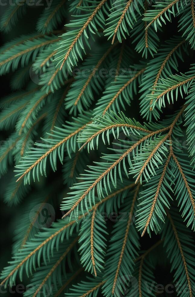 Christmas tree beautiful close, macro background of spruce branches photo