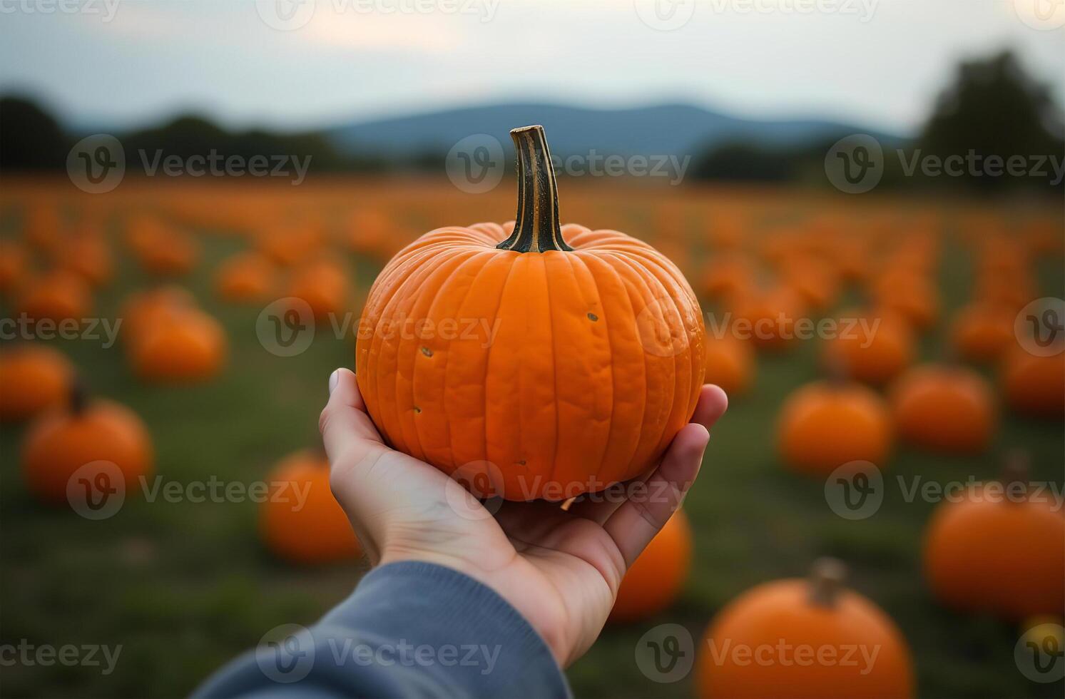 Big pumpkin vegetable garden, delicious farm, seedlings, plants, vegetables photo
