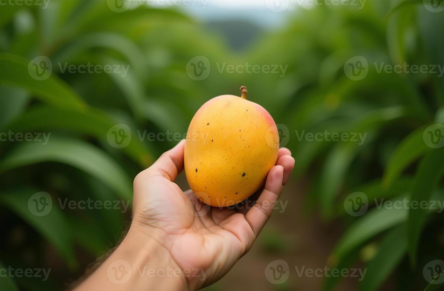 Big mango fruit garden, farm, seedlings, delicious plants, sweet fruits photo