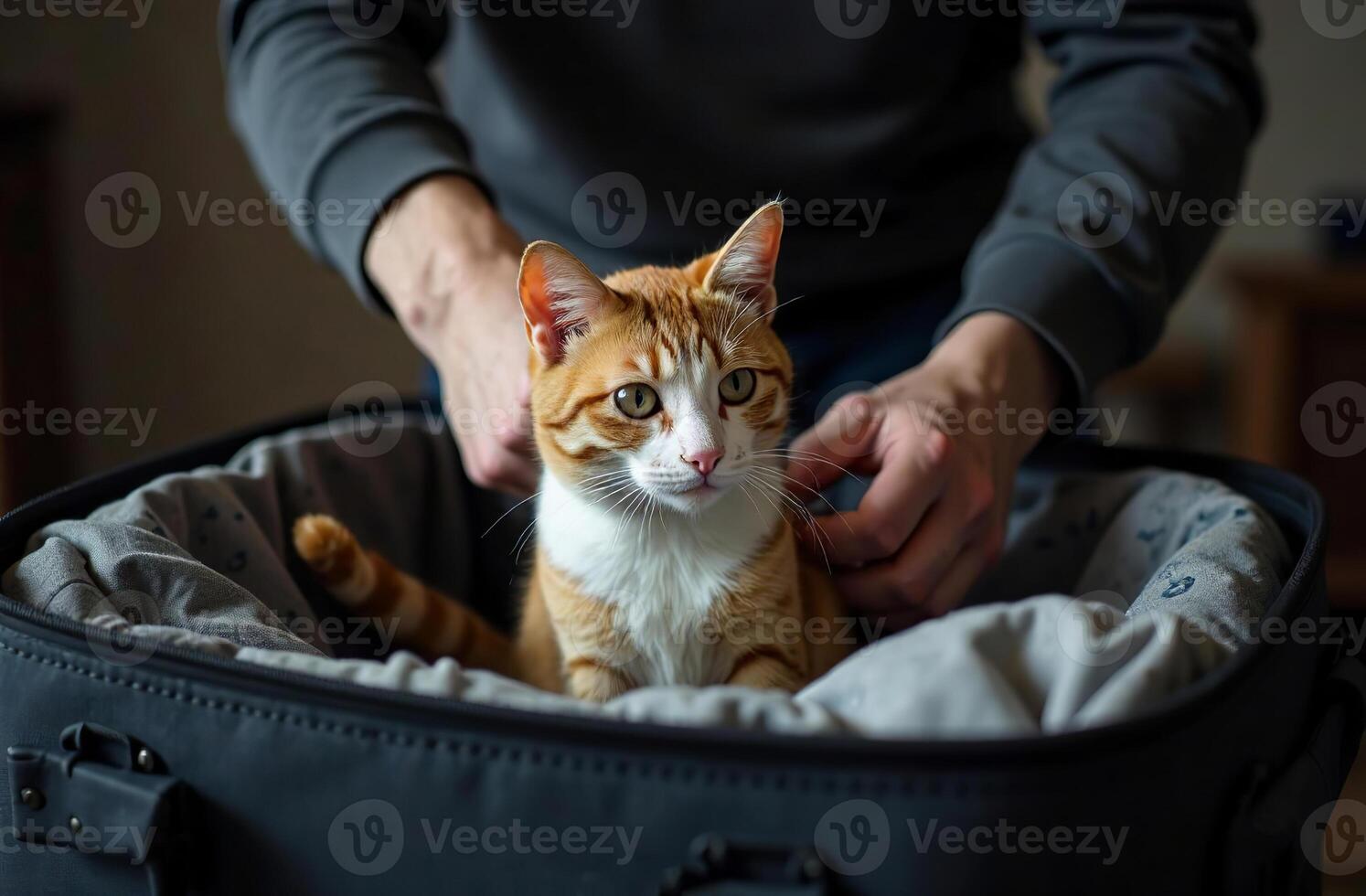 Man pack suitcase trip cute pet cat lying in luggage photo