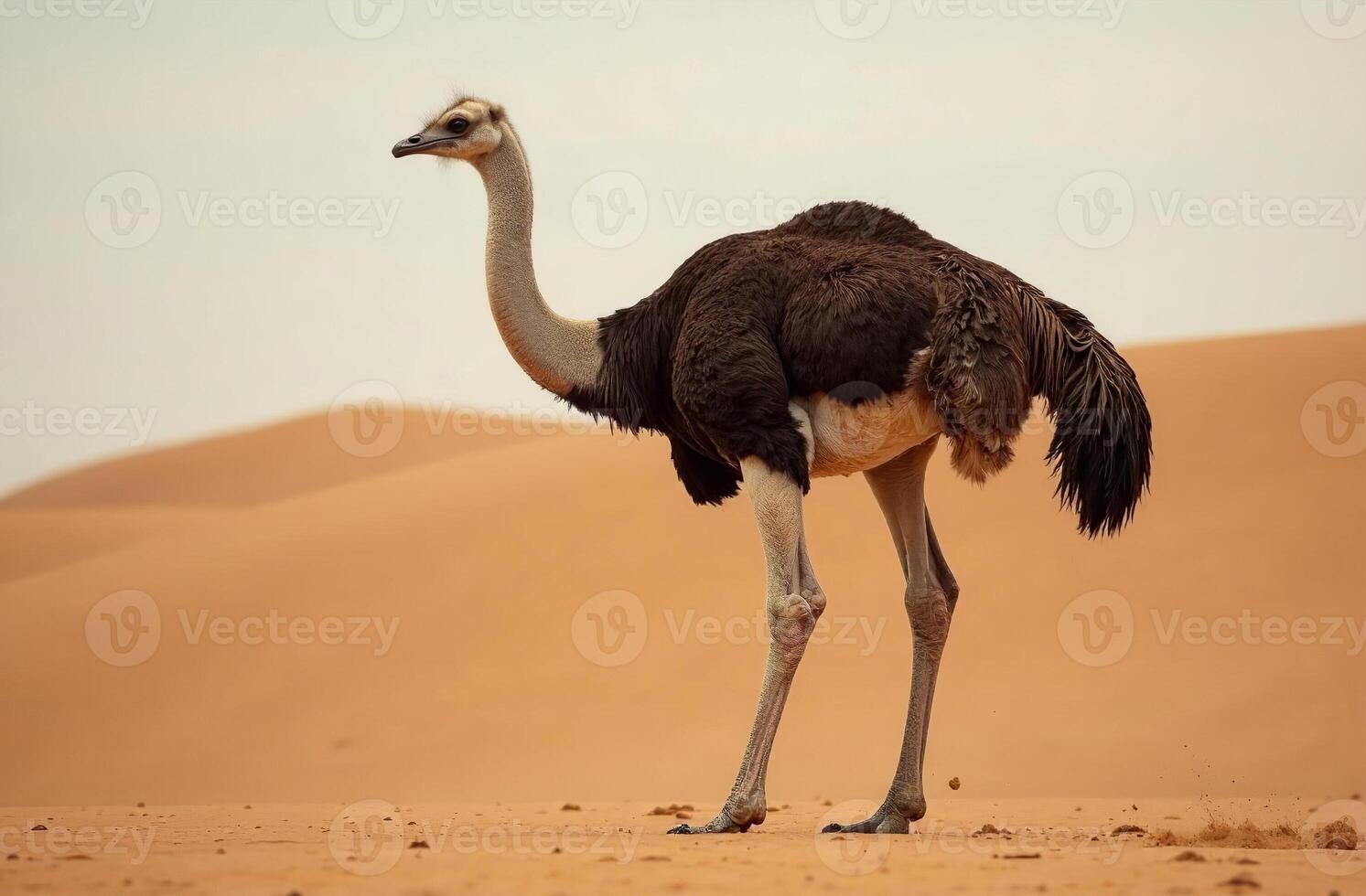 Ostrich stands sand dune desert bright sunny day background photo