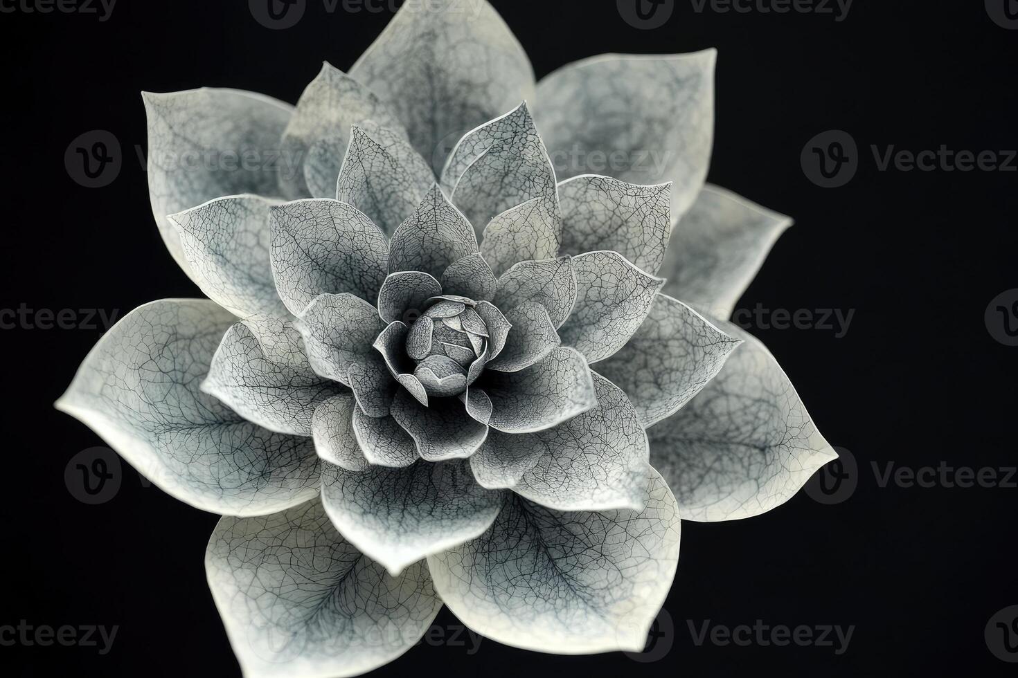 Intricate Veined Flower Blossom in Monochrome photo