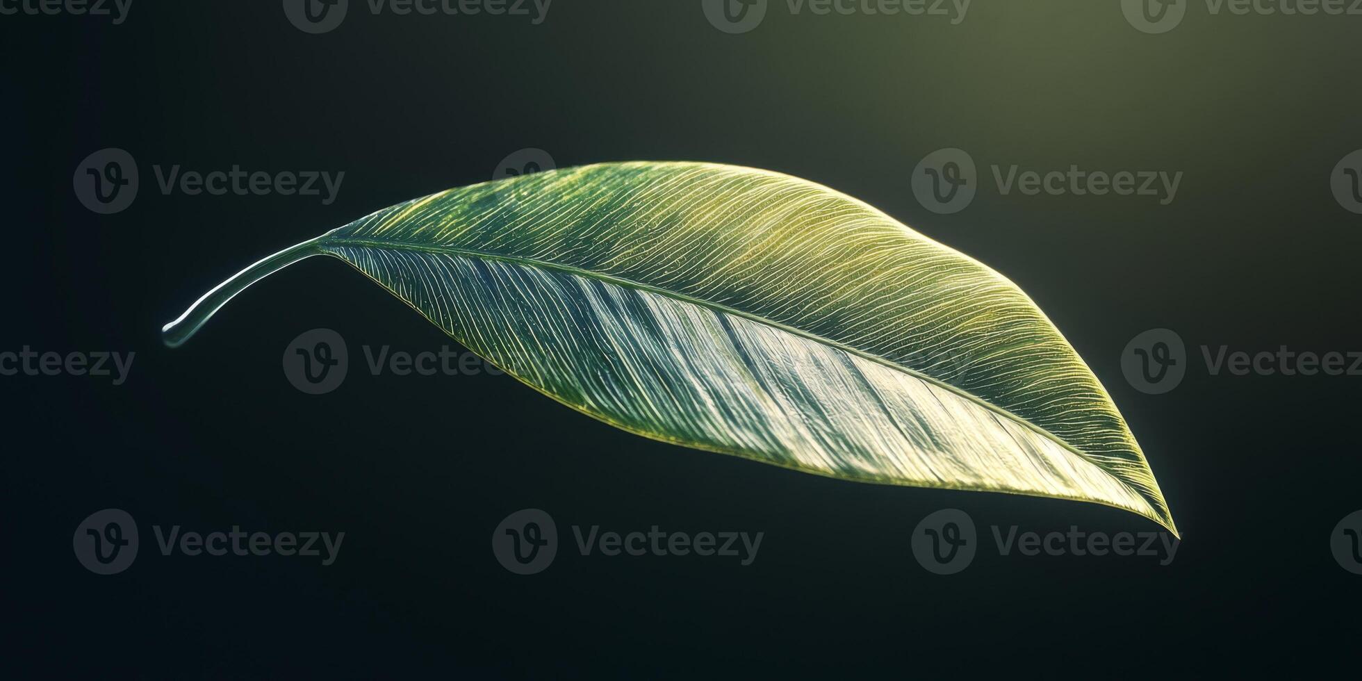 Lush Green Leaf Sunset Light Nature Detail High Resolution Image photo