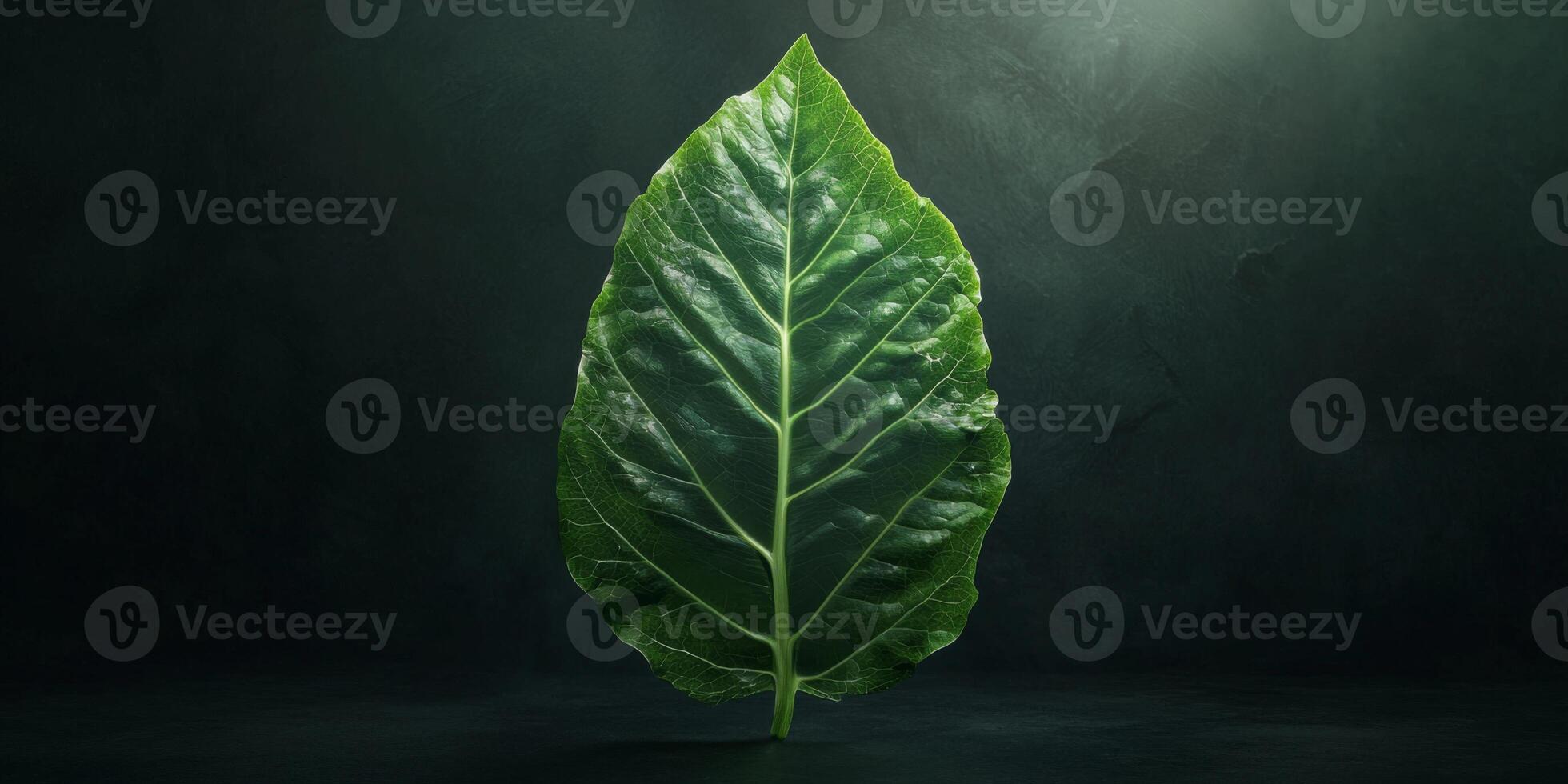 Dramatic Single Green Leaf Dark Background Nature Photography High Resolution photo