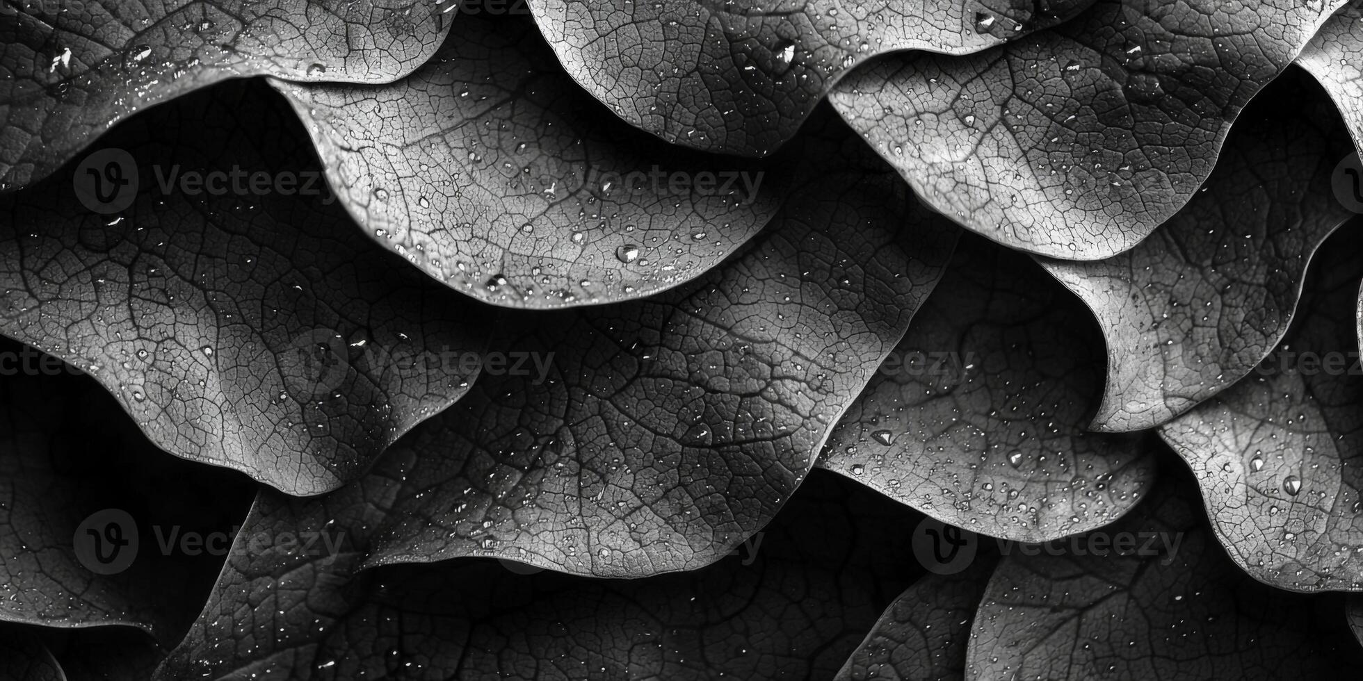 Monochrome Macro Dew Kissed Leaf Texture High Resolution Nature Photography photo