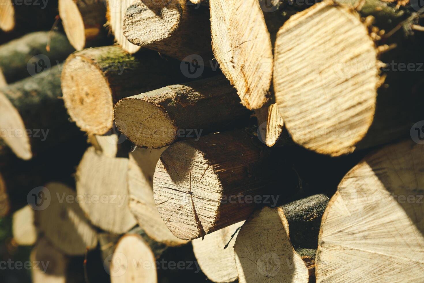 Felling a tree. Wooden logs from a pine forest, stacked in a forest. Forest of pine and spruce. Logging, logging, forest industry. Natural wood background. A pile of logs. Deforestation. photo