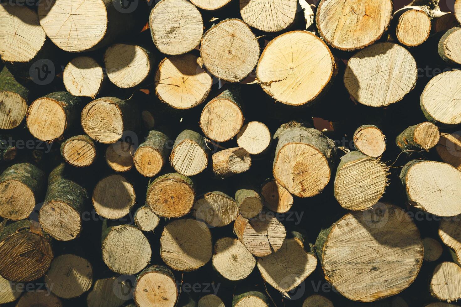 Felling a tree. Wooden logs from a pine forest, stacked in a forest. Forest of pine and spruce. Logging, logging, forest industry. Natural wood background. A pile of logs. Deforestation. photo